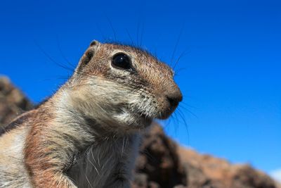 Low angle view of an animal