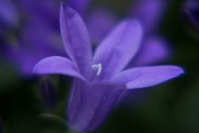 Close-up of flower blooming outdoors