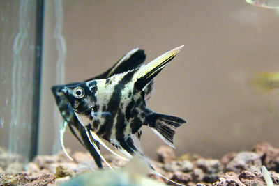 Close-up of dead fish