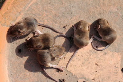 High angle view of house mouses on sand