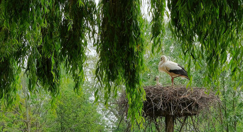 Bird perching on a tree in forest