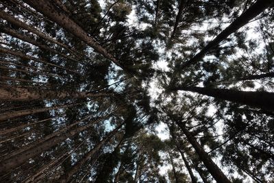 Low angle view of trees against sky