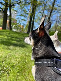 Close-up of dog on field