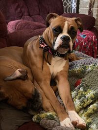 Portrait of dog sitting on sofa