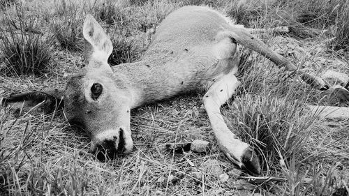 View of deer on field