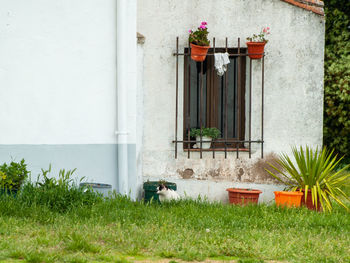 Potted plant by building