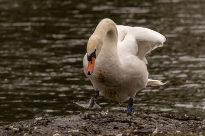 Swan on lakeshore