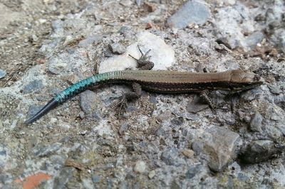 Close-up of lizard