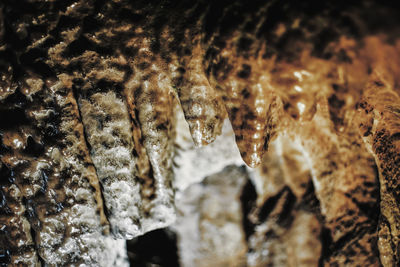 Close-up of turtle on rock
