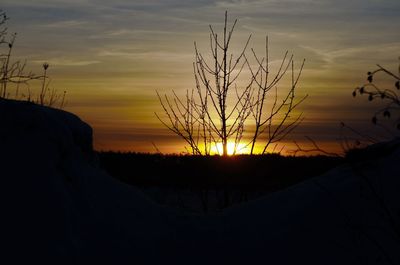 Silhouette bare trees on field against sky during sunset