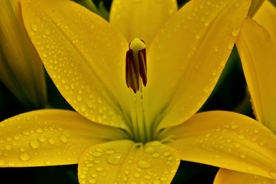 Close-up of wet yellow flower