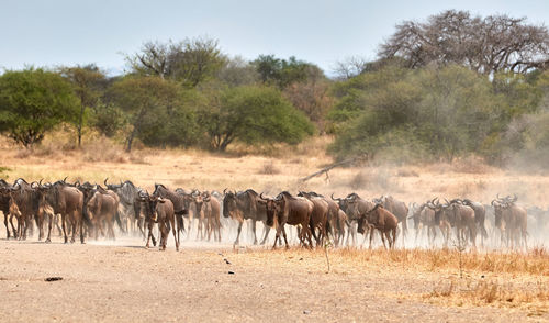 The great migration of wildebeest