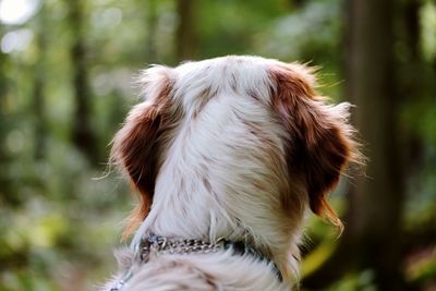 Close-up of dog