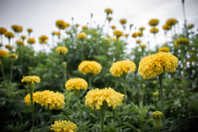 Close-up of yellow flowering plants on field