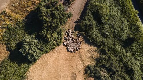 High angle view of a shadow of tree