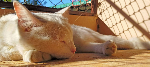 Close-up of cat sleeping