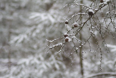 Close-up of frozen plant