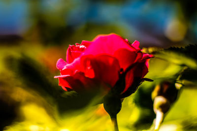 Close-up of red flower blooming outdoors