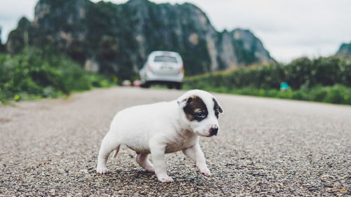 Dog sitting on road