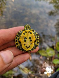 Close-up of person holding yellow leaf