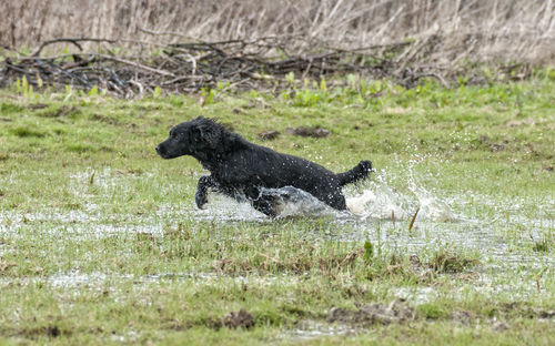 English cocker spaniel running on wet grassy field