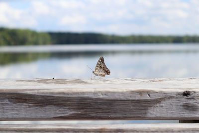 Butterfly on wooden railing against lake