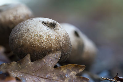 Close-up of mushrooms