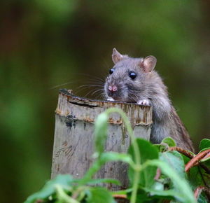 Close-up of an animal against blurred background