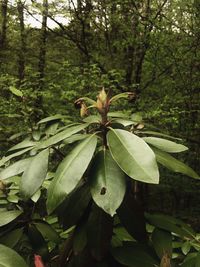 Close-up of flowering plant on land