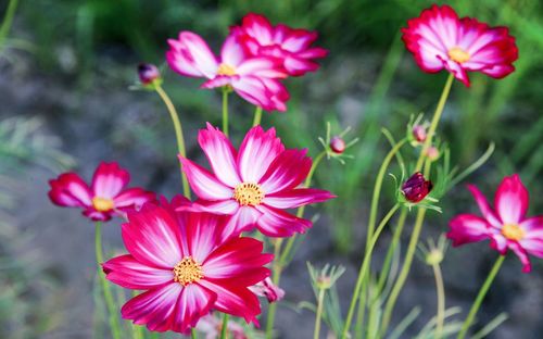 Close-up of pink cosmos flowers