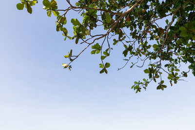 Low angle view of tree against clear blue sky