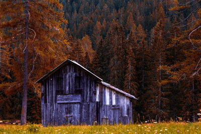 Old hut in the forest, south tyrol