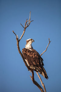 Low angle view of eagle perching on branch against sky