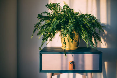 Close-up of potted plant on table at home