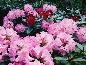 Pink flowers in bloom