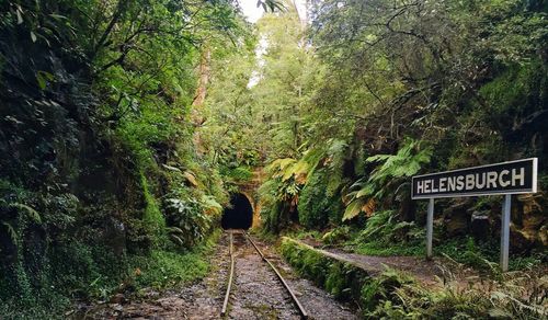 Railroad tracks in forest