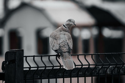 Pigeon sneaking around the park