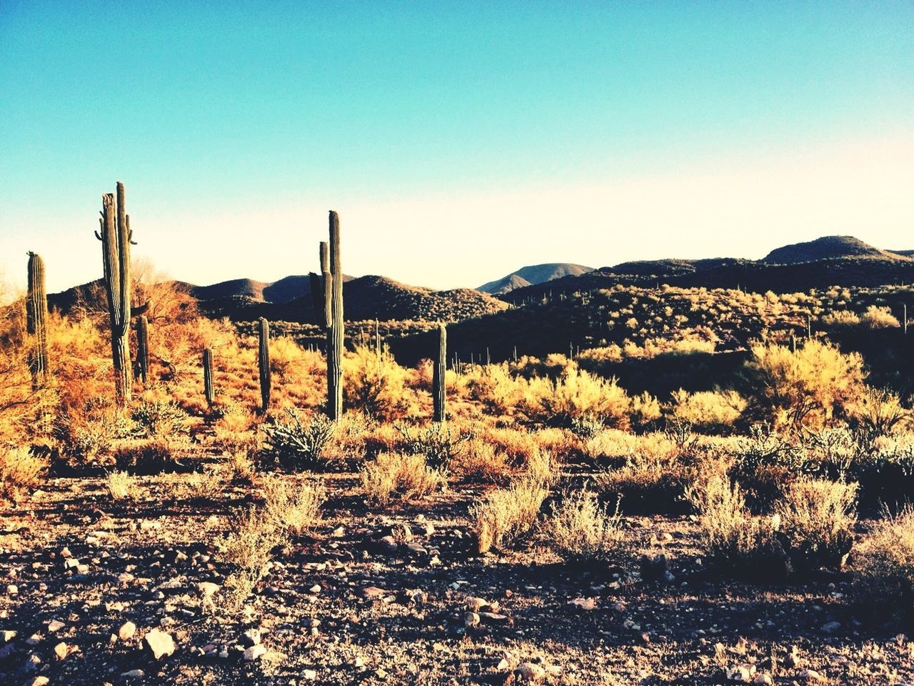 Arizona Desert