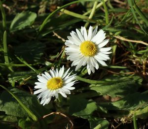 High angle view of white daisy flower