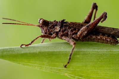 Close-up of insect on leaf