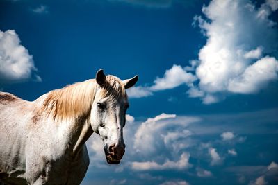 Giraffe in a horse against cloudy sky