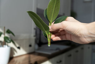 Close-up of hand holding potted plant