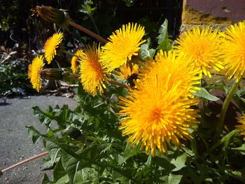 Close-up of yellow flowering plant