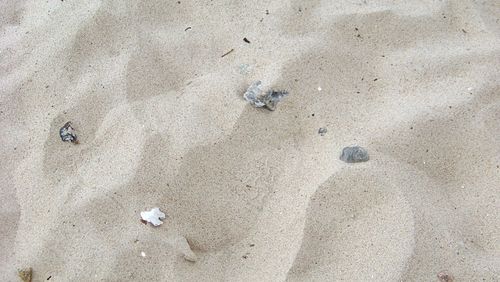 Close-up of footprints on sand at beach