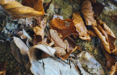 High angle view of dried autumn leaves on field