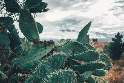 Close-up of succulent plant on field against sky