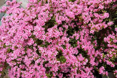 Low angle view of pink flowers on tree