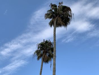 Low angle view of coconut palm tree against sky