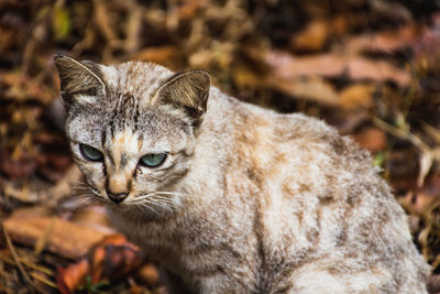 Close-up of tabby cat on field