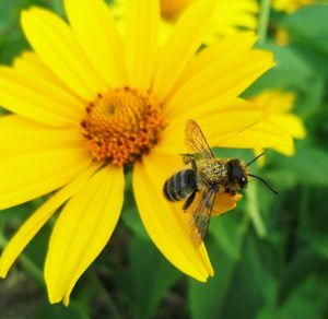 Close-up of bee on yellow flower